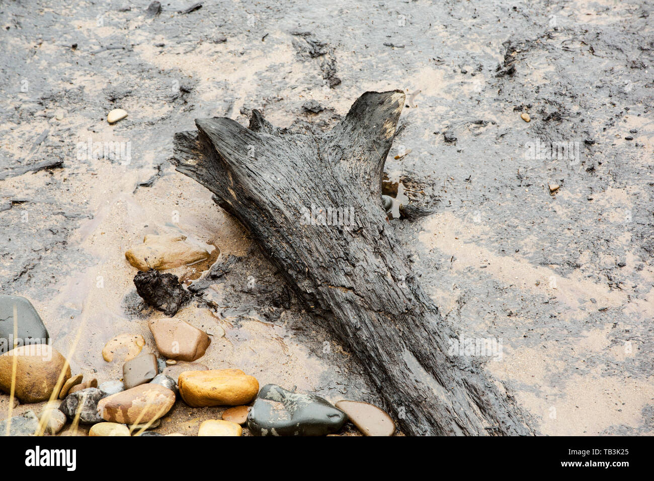 Un'antica foresta affondata sulla costa vicino a camminare, Northumberland. Gli alberi sono cresciuti in un momento, dopo l'ultima era glaciale, quando globale i livelli del mare erano inferiori Foto Stock