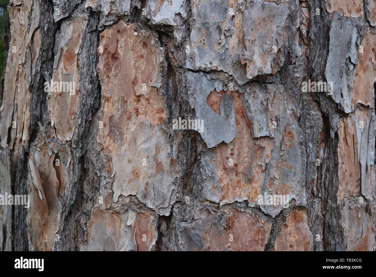 Macro shot della corteccia di un albero di pino Foto Stock