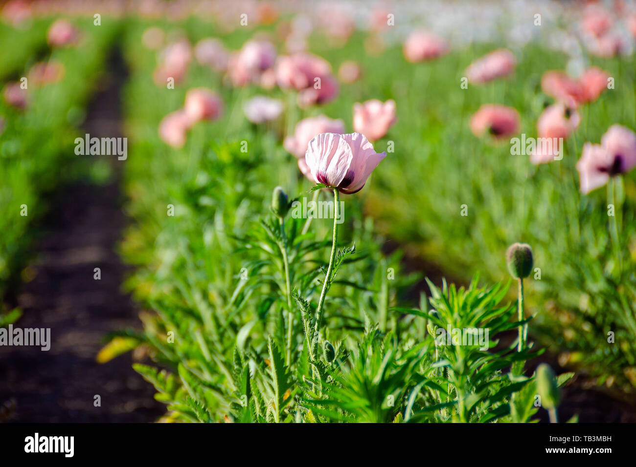 Rosa piante di papavero in Michigan di campo dei fiori Foto Stock