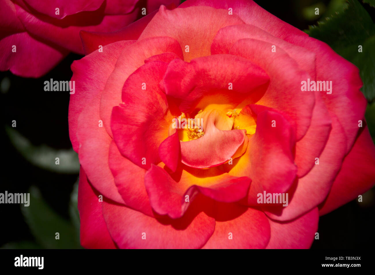 Ibrido rosso Rosa Tea con centro di colore giallo Foto Stock