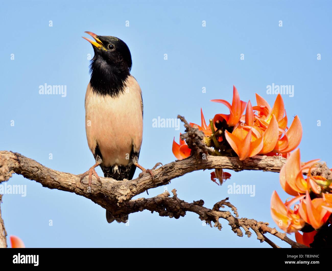 ROSY STARLING sulla fiamma-di-foresta Foto Stock