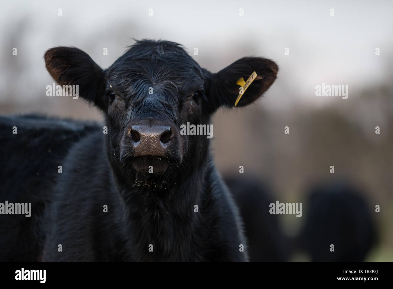 Il Black Angus di vitello con testa rialzate guardare dritto verso la fotocamera con allevamento fuori fuoco in background e la zona vuota per copiare sulla destra. Foto Stock