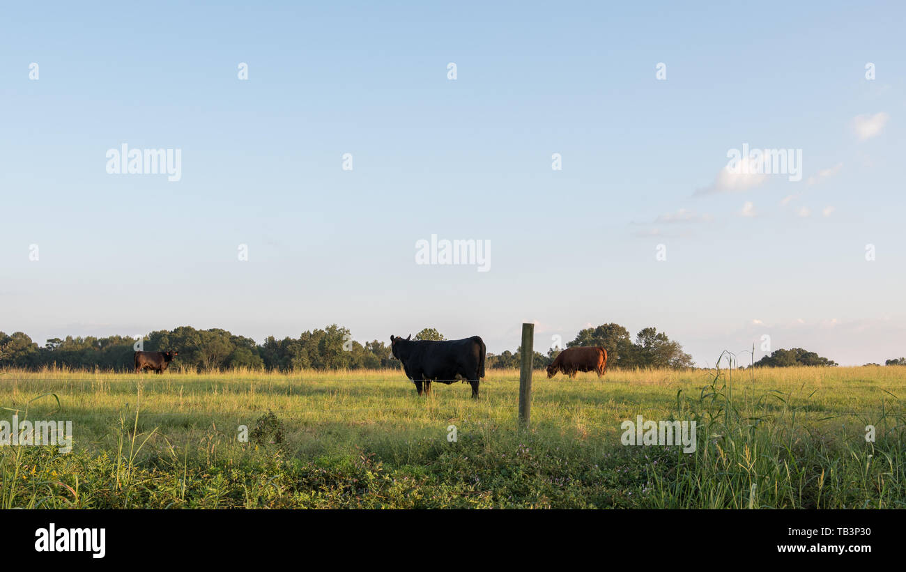 Il paesaggio agricolo sullo sfondo di vacche di manzo in un pascolo durante il tardo pomeriggio di sole in ottobre con la zona vuota sopra per la copia. Foto Stock