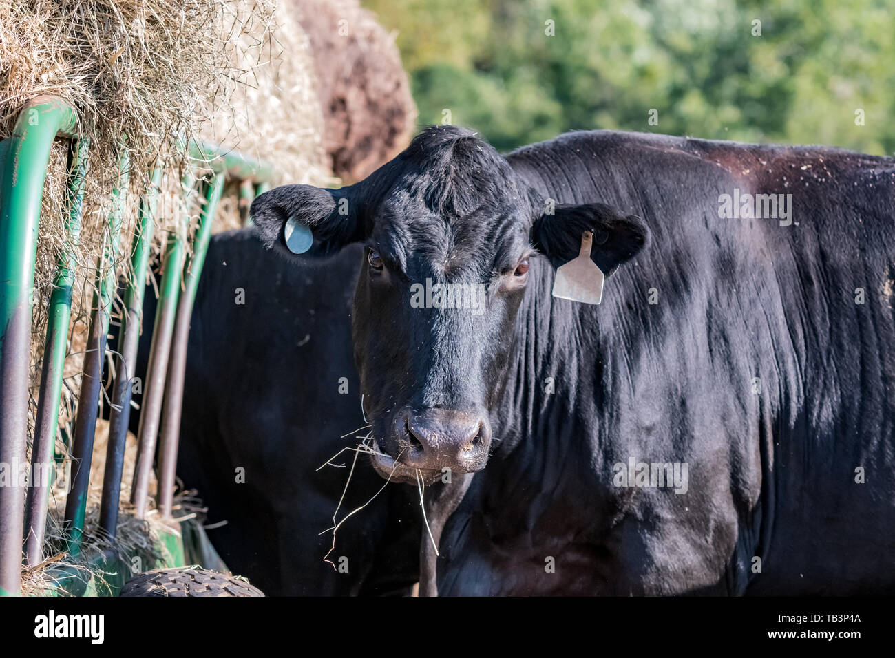Il Black Angus cow guardando la telecamera mentre in piedi accanto ad un alimentatore di fieno Foto Stock