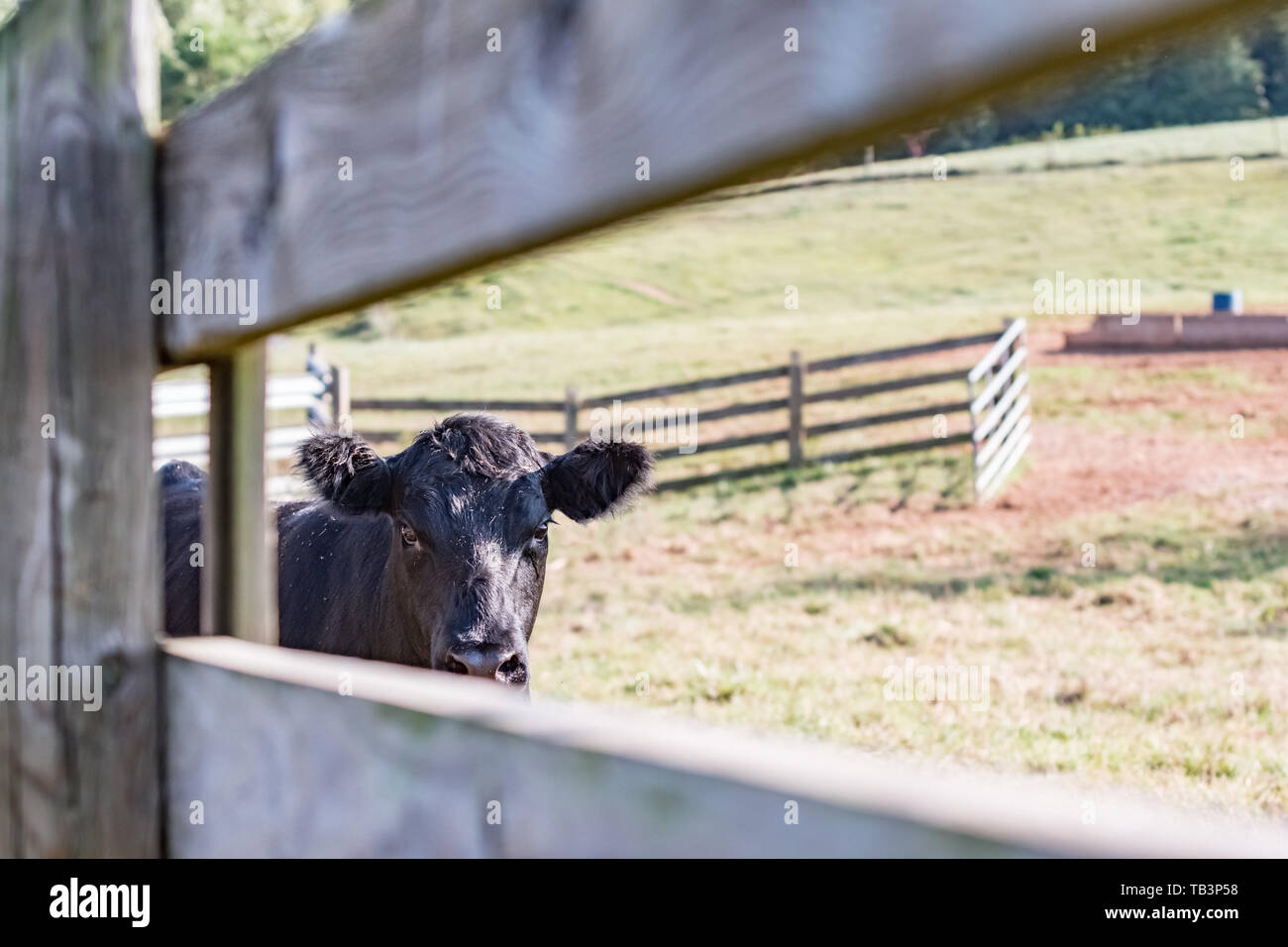 Il Black Angus cow guardando attraverso una rampa di legno recinto con pascoli recintati in background Foto Stock