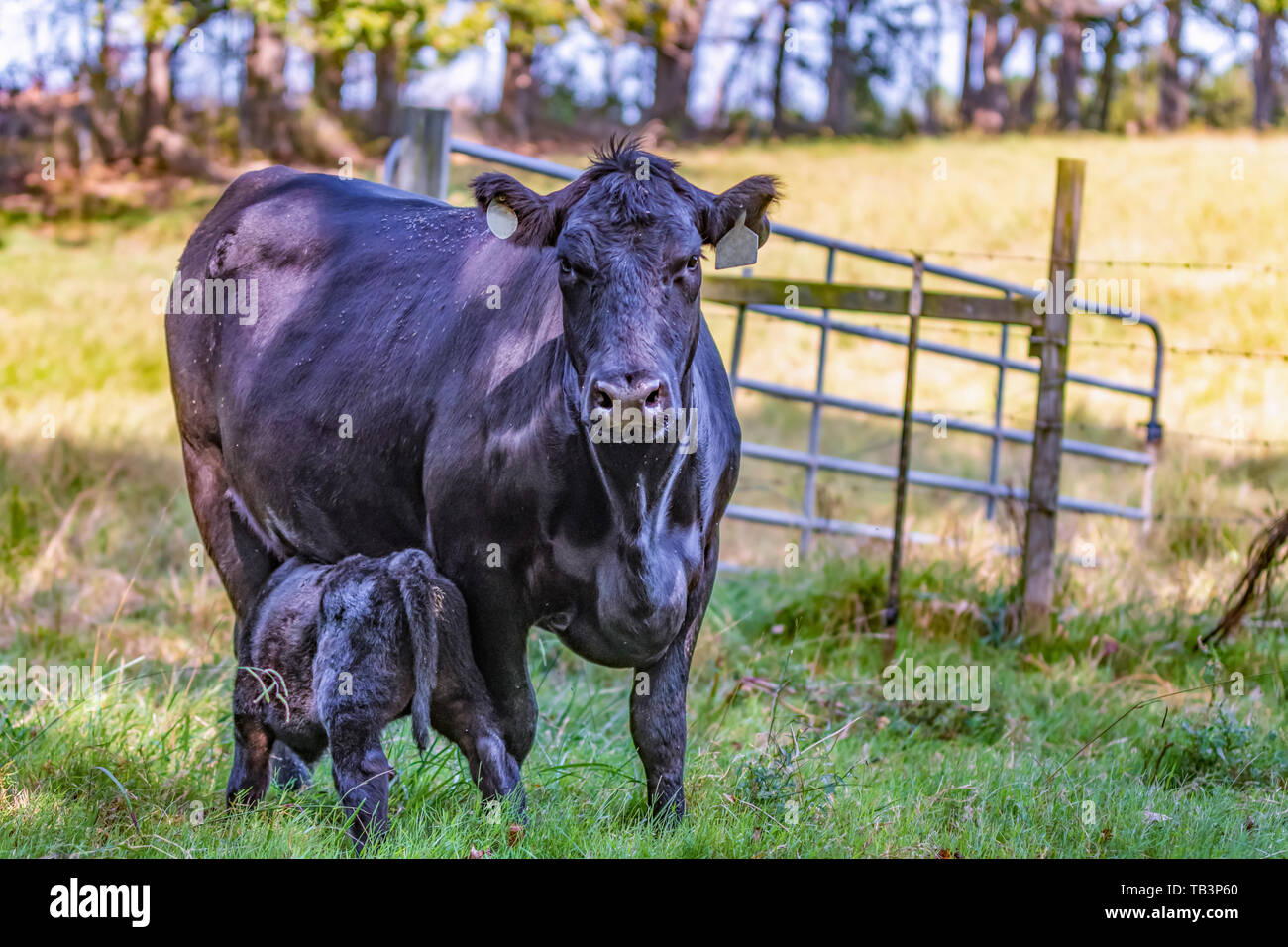 Angus cow guardando la fotocamera con assistenza infermieristica di vitello con gate di pascolo in background Foto Stock