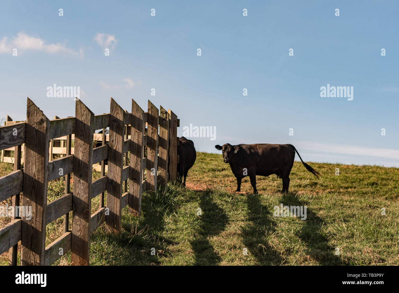 Il Black Angus vacche in piedi in un pascolo accanto a una staccionata in legno con sole pomeridiano gettando ombre. Foto Stock