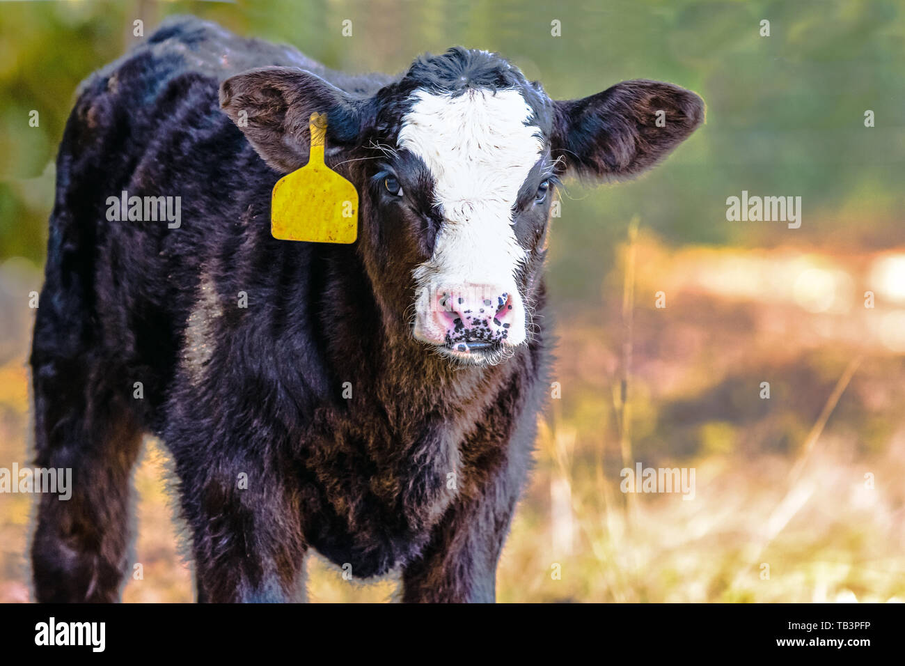 Nero-baldy Angus incroci di vitello con un orecchio giallo tag con sfondo sfocato e la zona vuota a destra Foto Stock