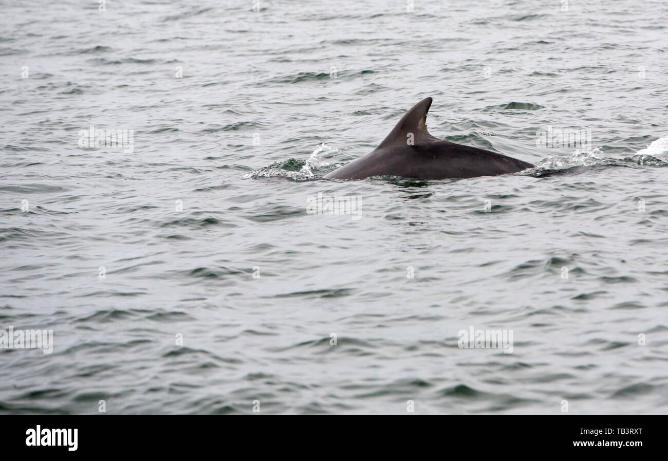 Naso di Bottiglia Dolphin, Tursiops truncatus off il farne Islands, Northumberland, Regno Unito. Foto Stock