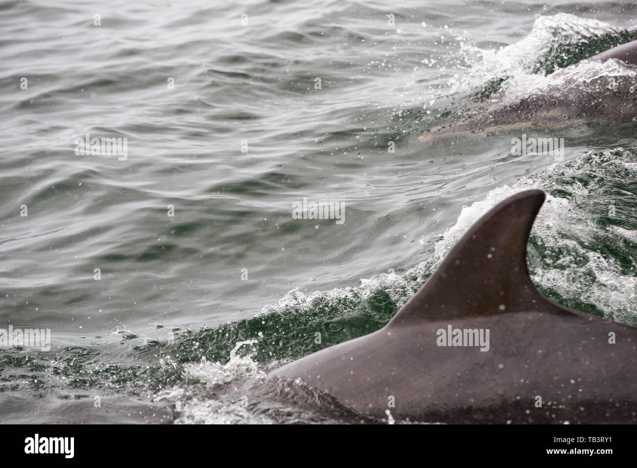 Naso di Bottiglia Dolphin, Tursiops truncatus off il farne Islands, Northumberland, Regno Unito. Foto Stock