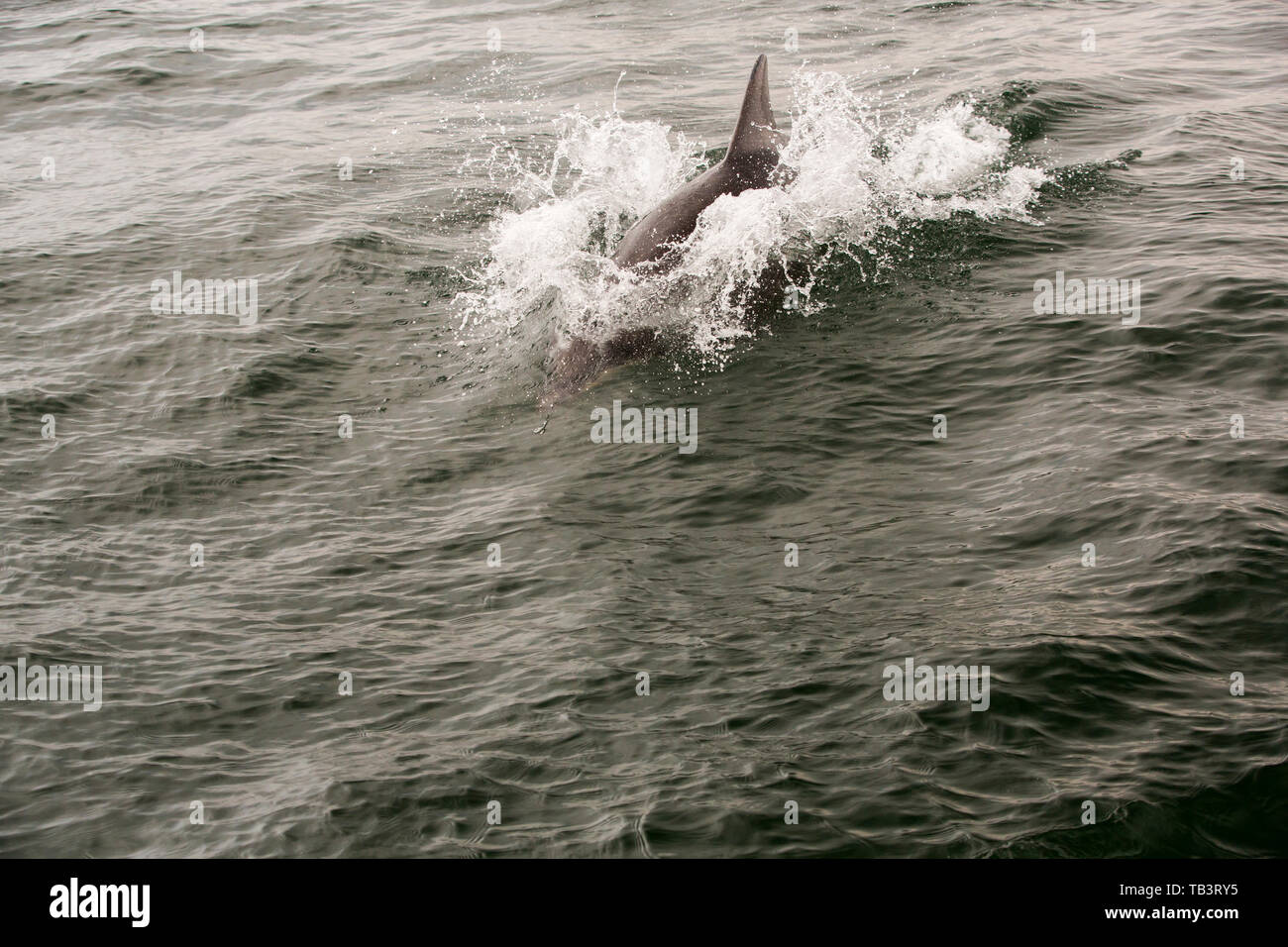 Naso di Bottiglia Dolphin, Tursiops truncatus off il farne Islands, Northumberland, Regno Unito. Foto Stock