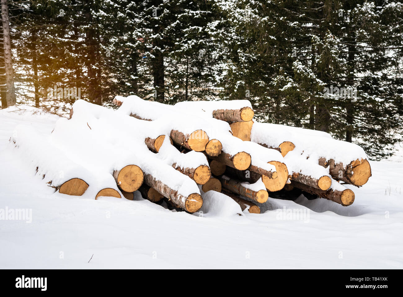 Pila di tronchi coperti di neve fresca in una foresta di montagna in inverno Foto Stock