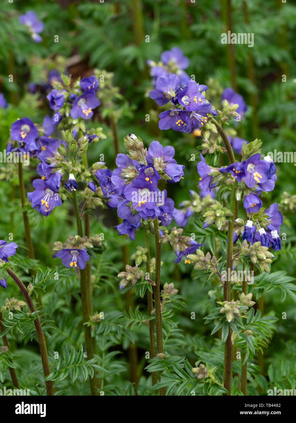 Jacob's-scala Polemonium caeruleum Foto Stock
