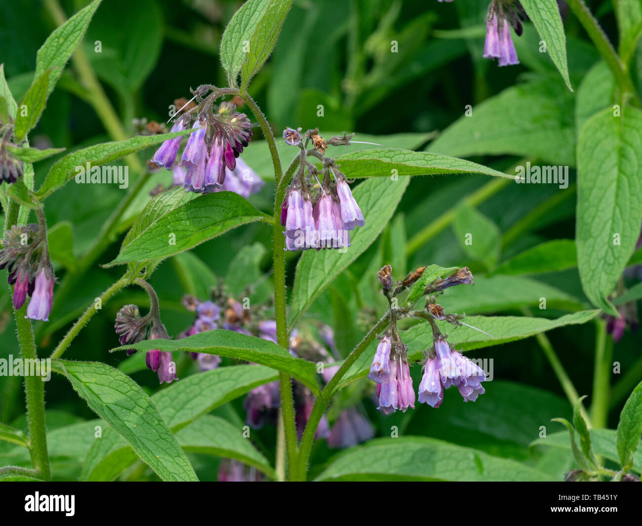 Comfrey russo - Symphytum x uplandicum Foto Stock