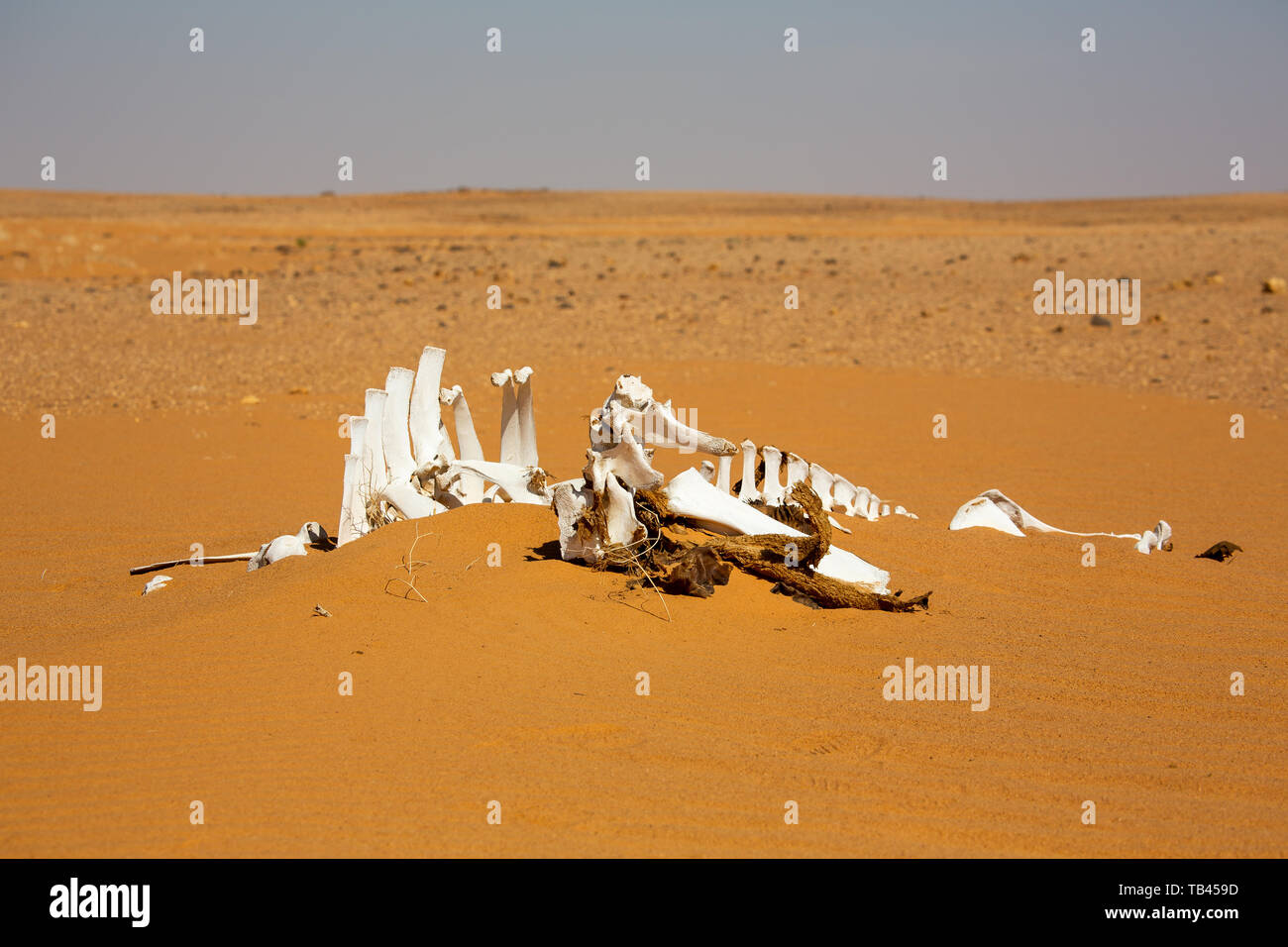 La trazione a quattro ruote motrici spedizione nei deserti del Sudan, il bianco delle ossa di uno scheletro di un cammello giacciono nella monotona distesa di sabbia Foto Stock