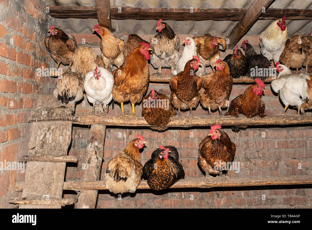 Polli nel pollaio, elettrodomestico. La vita nel villaggio Foto Stock