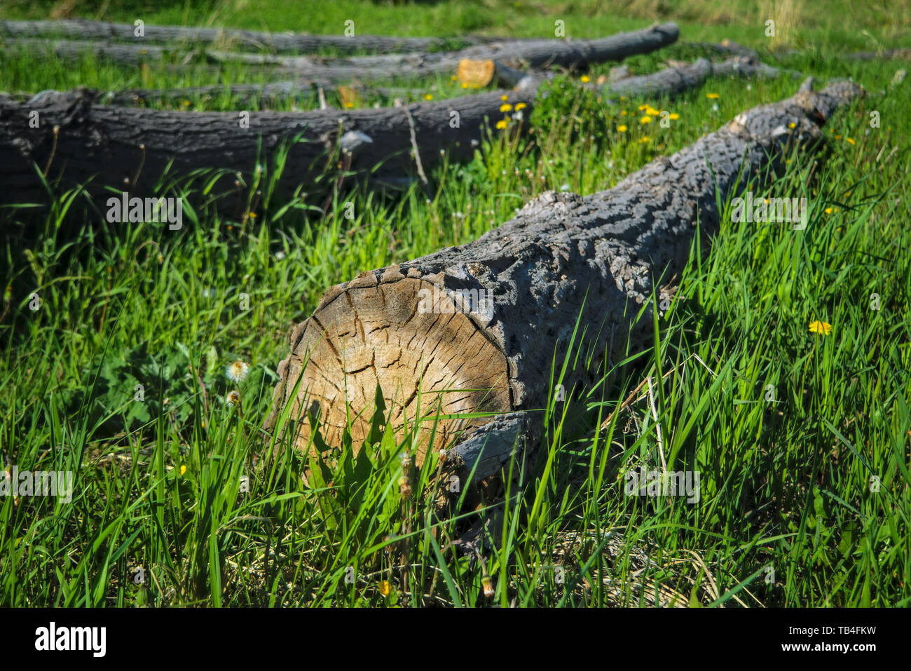Tagliare gli alberi. I registri di segato sdraiati sull'erba. Segato tronchi giacciono sull'erba verde. Foto Stock