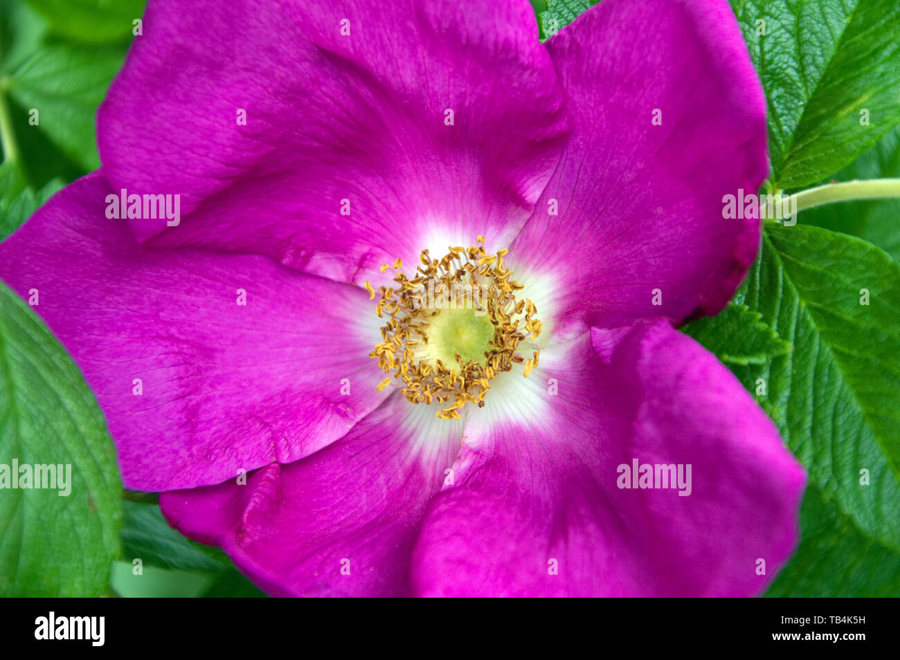 Rosa rosa selvatica close up Foto Stock