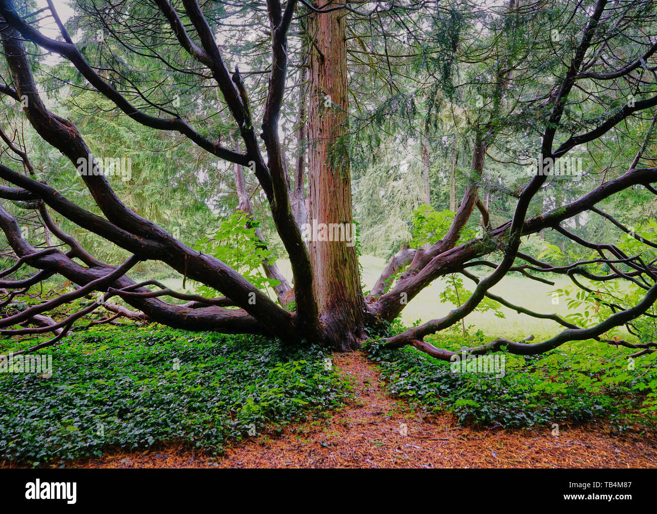 Strano albero con tronchi multipli Foto Stock