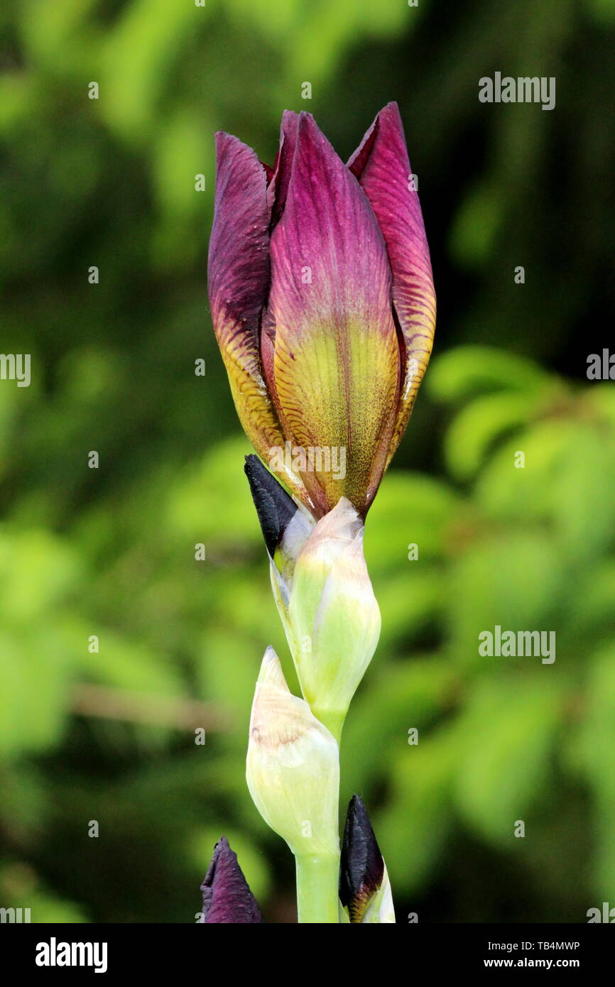 Primo piano della fioritura di Iris pianta perenne con chiuso boccioli di  fiori e unico aperto fioritura viola scuro fiore sulla sommità del gambo  lungo piantato Foto stock - Alamy