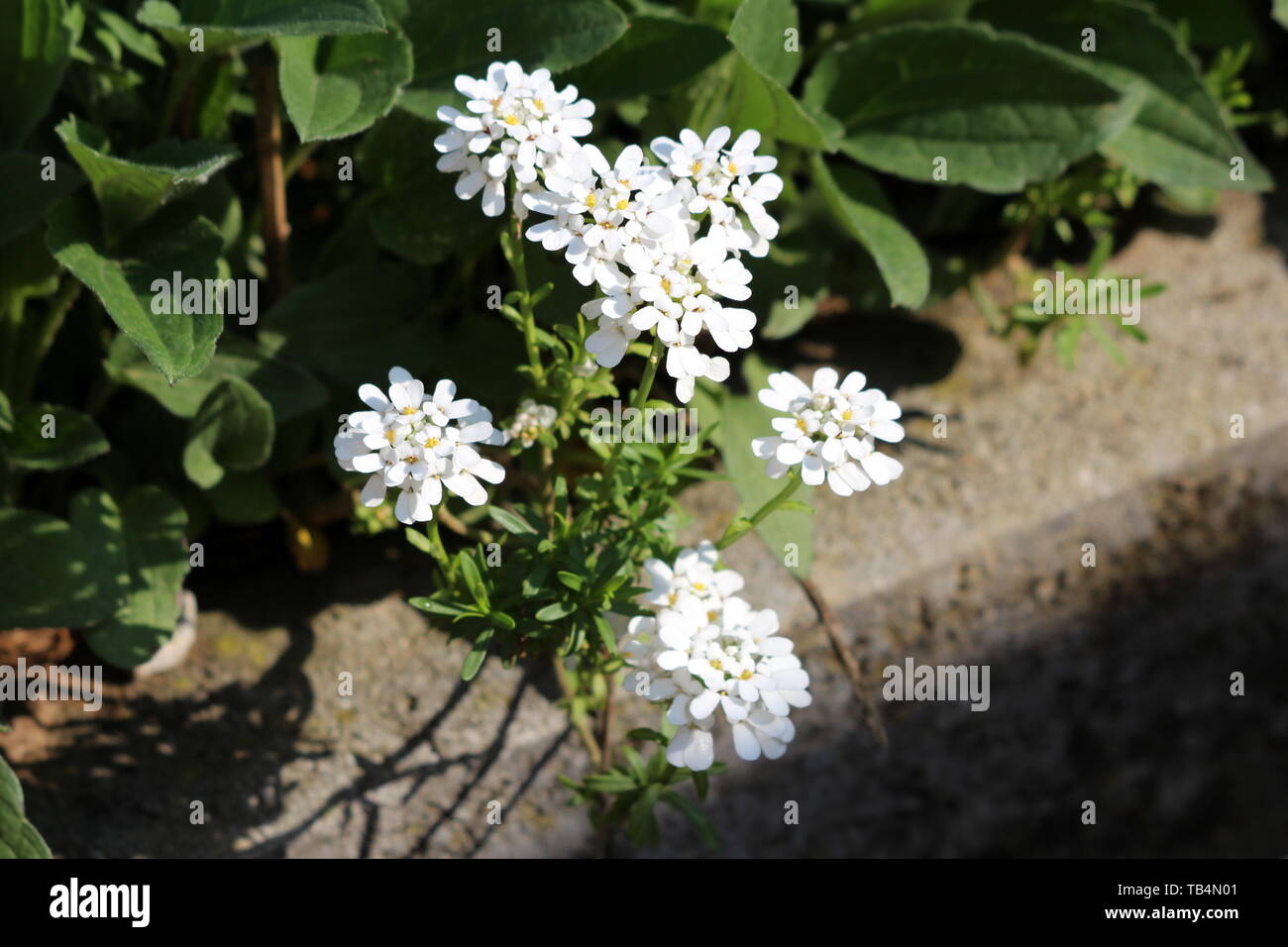 Evergreen candytuft o Iberis sempervirens o perenni candytuft specie di piante da fiore con fragranti bianco puro e fiori in cluster di tenuta Foto Stock