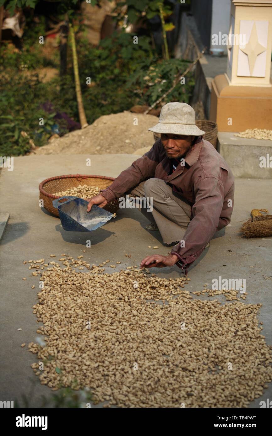 L uomo lo smistamento arachidi, Cat Ba Island Foto Stock