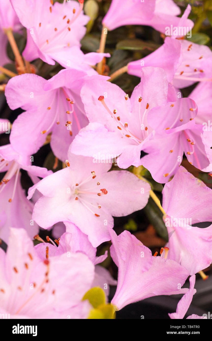 Close up di rododendro nano beccaccino grandi fiori di colore rosa che sono abbondanti nella primavera crescere in pieno sole o ombra parziale Foto Stock