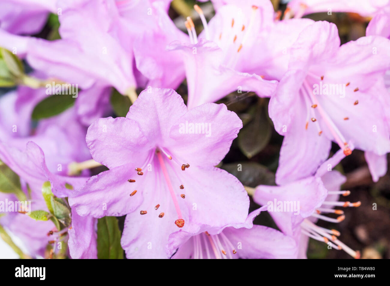 Close up di rododendro nano beccaccino grandi fiori di colore rosa che sono abbondanti nella primavera crescere in pieno sole o ombra parziale Foto Stock