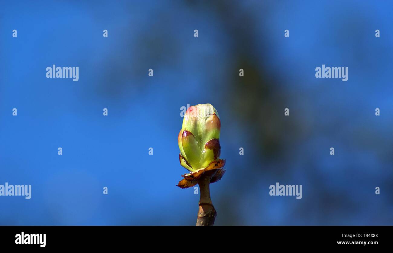 Tree bud al centro del telaio Foto Stock