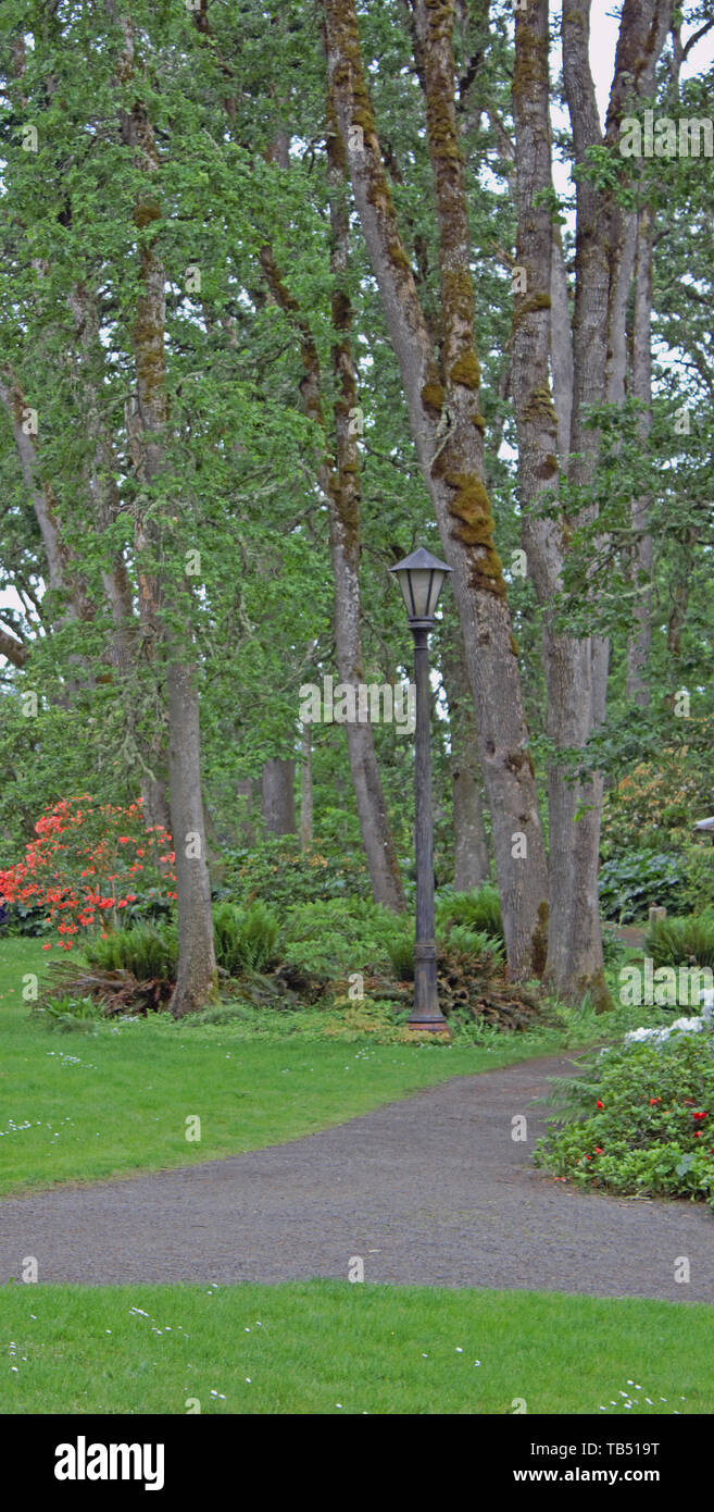 Lungo il percorso in Hendricks park di Eugene, Oregon, U.S.A. Foto Stock