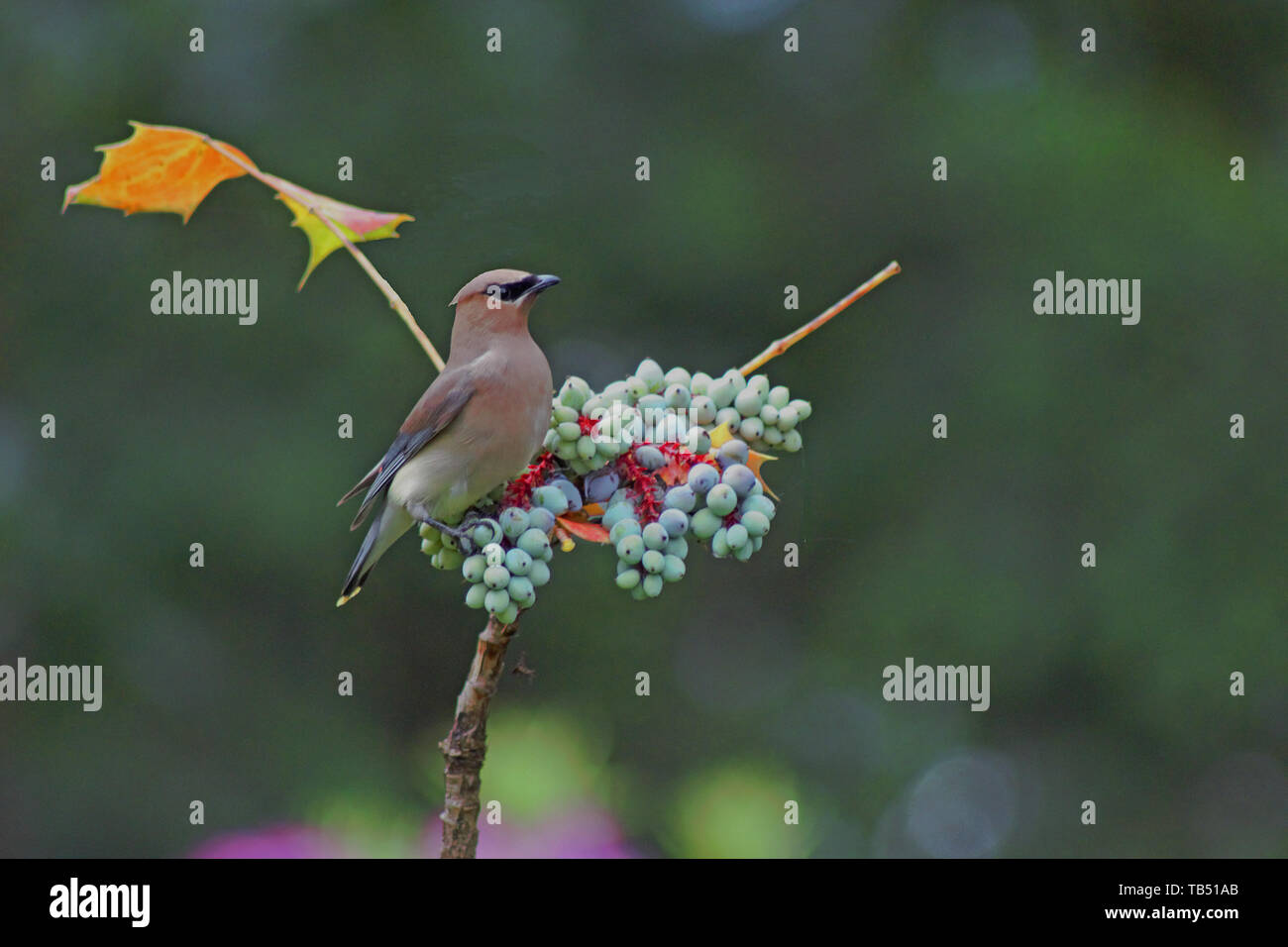 Un cedro Waxwing siede su un intrico di bacche. Foto Stock