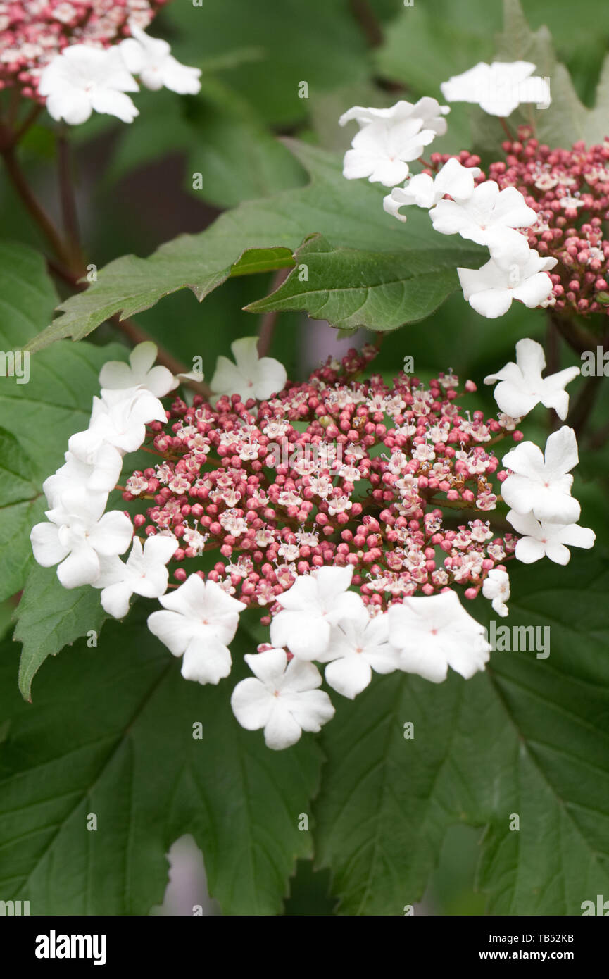 Viburnum sargentii fiori. Foto Stock
