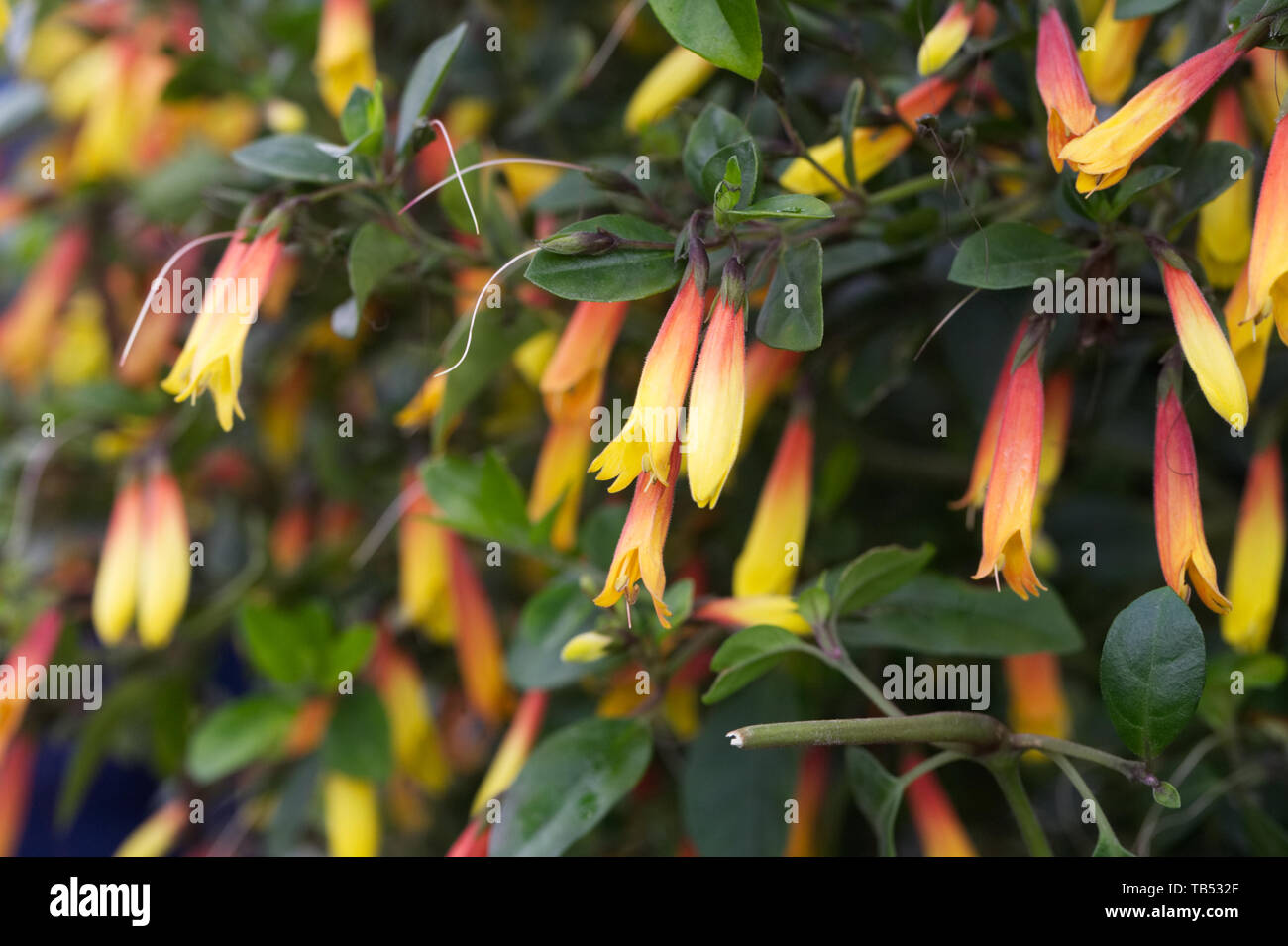 Jacobinia pauciflora fiori. Foto Stock