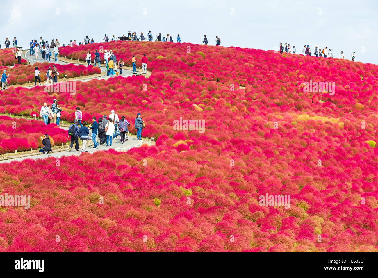 Ibaraki, Giappone - 17 Ottobre 2018: turisti visita della Kochia presso Hitachi Seaside Park in autunno a Ibaraki, Giappone. Foto Stock