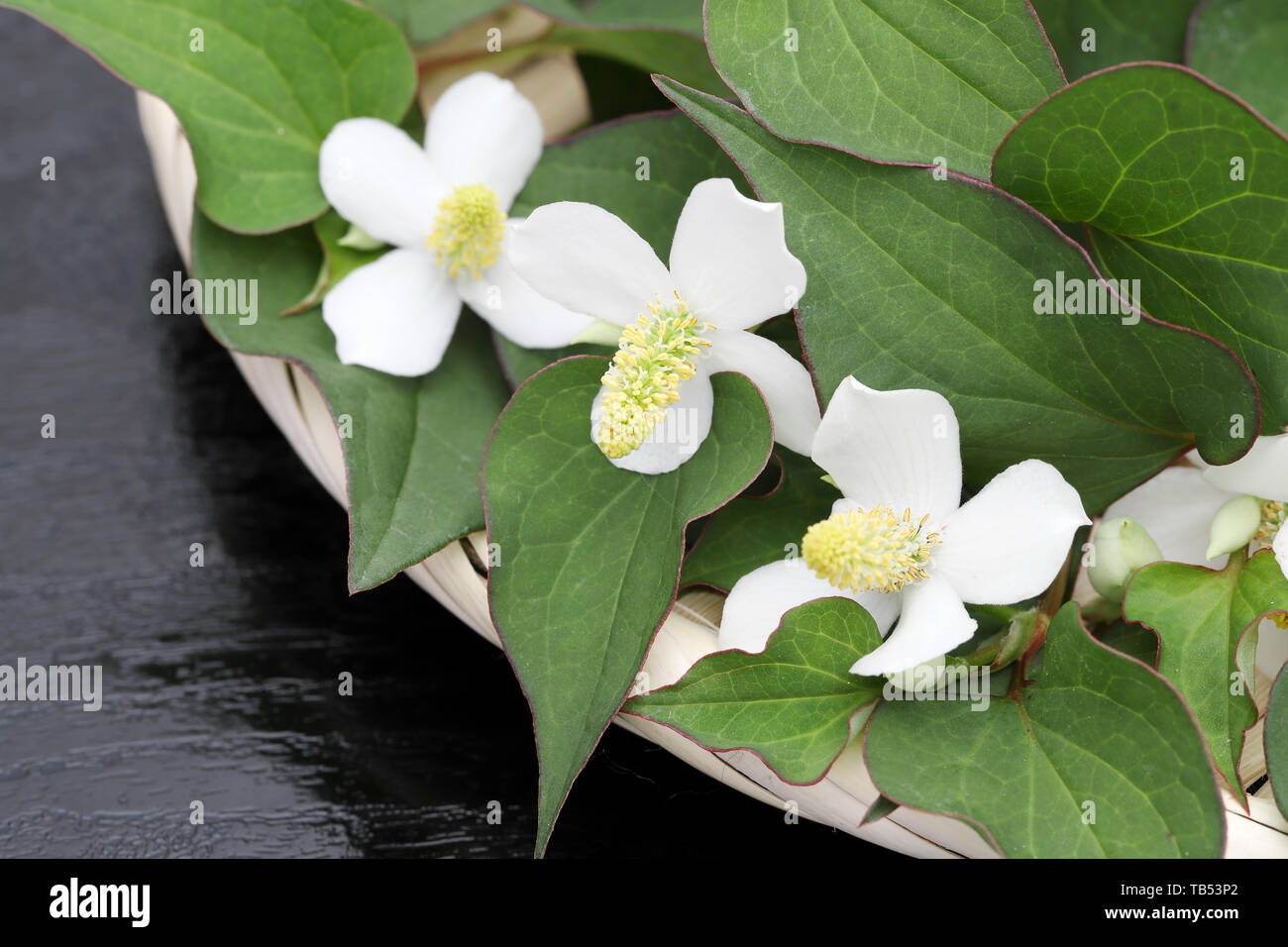 Houttuynia cuoriformi erba pesce con fiore, medicina cinese Foto Stock