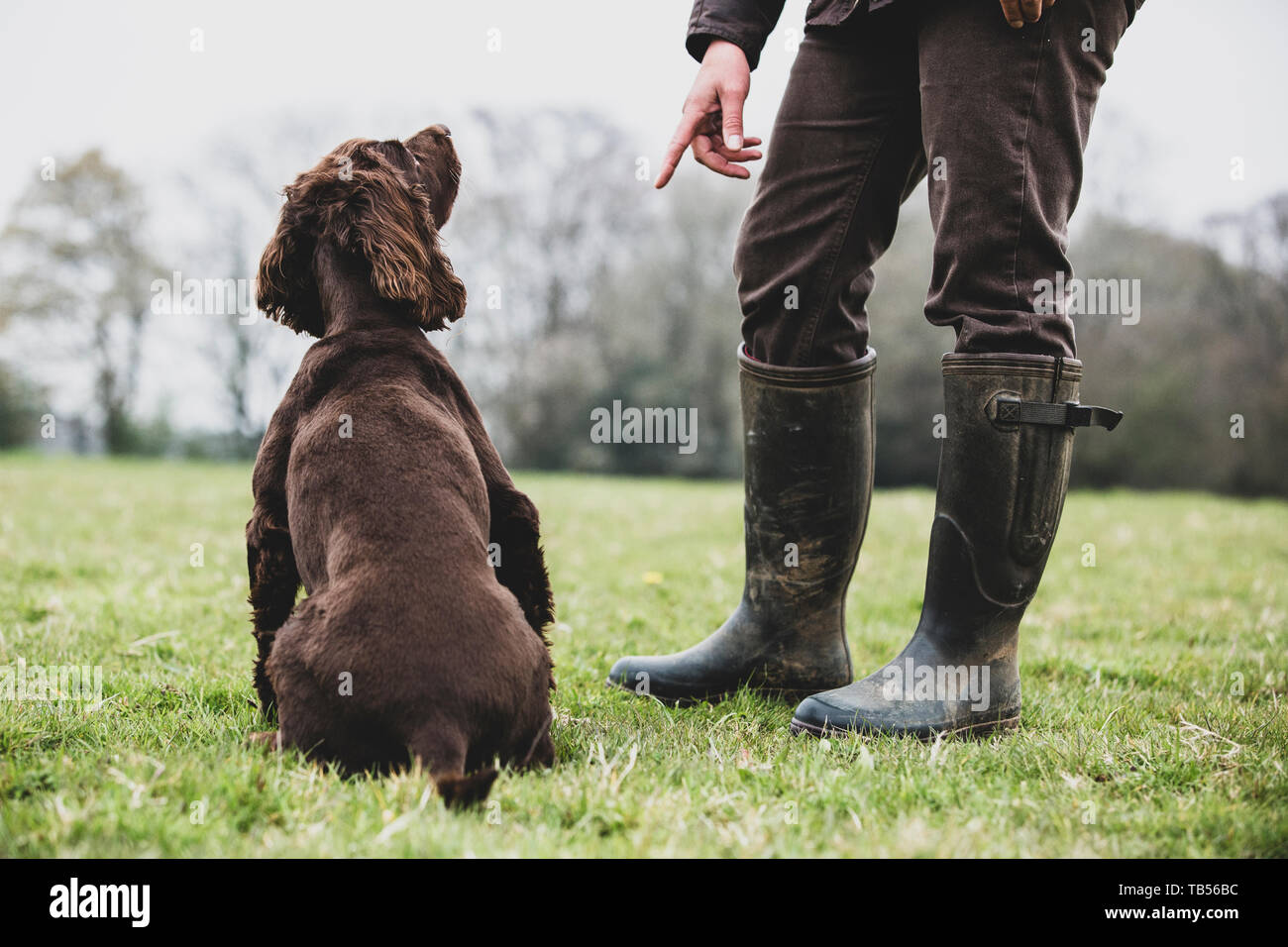 Un addestratore di cani in piedi all'aperto, dando il comando a mano per Brown Spaniel cane. Foto Stock