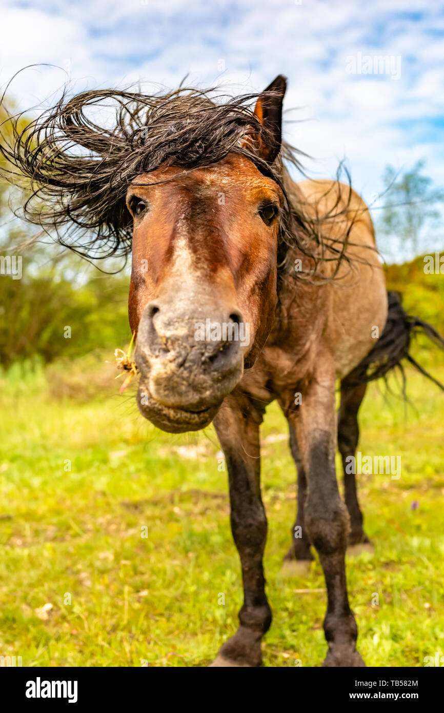 Ritratto di animali selvatici pony marrone in bisogno di un taglio di capelli in Dorset, Inghilterra. Foto Stock