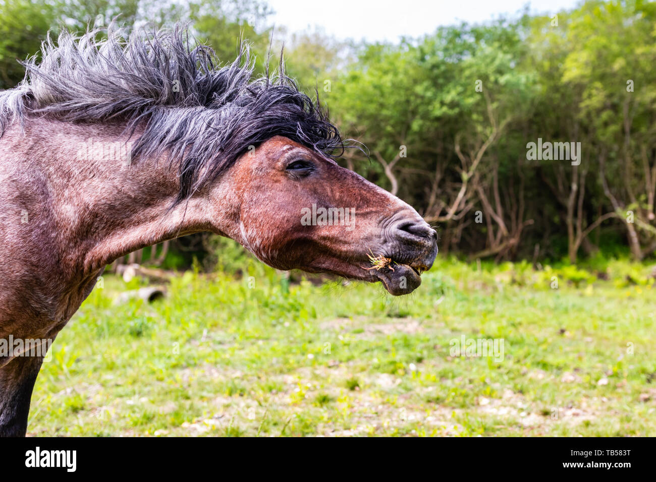 Side-su animale ritratto di marrone pony selvatici scuotendo la testa, nel Dorset, Inghilterra. Foto Stock