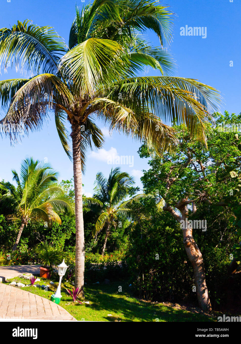 Bottom-up foto di un albero di palma Foto Stock