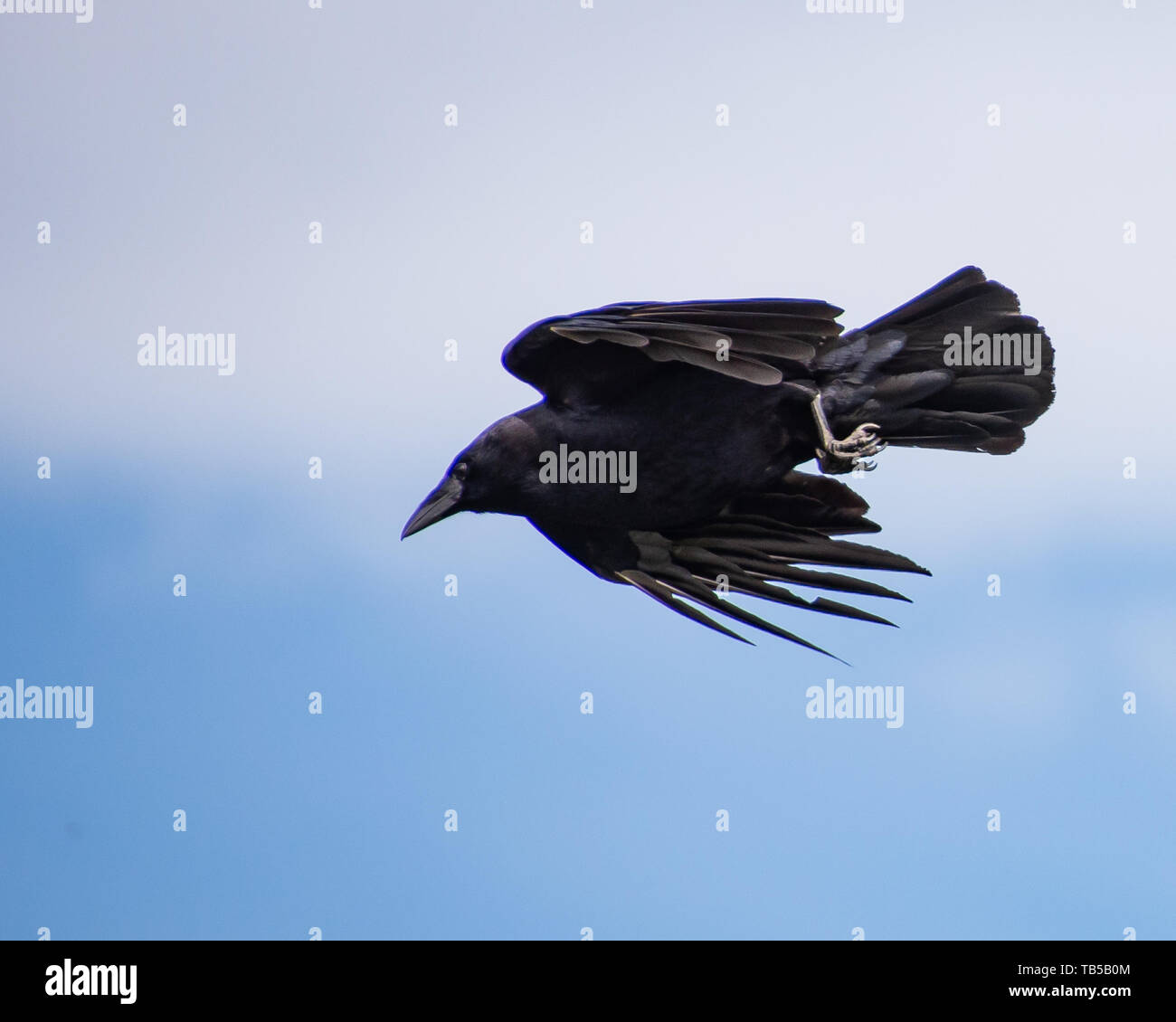 Un Americano crow in volo, con uno sfondo di cielo blu e nuvole bianche, nelle Montagne Adirondack, NY USA Foto Stock