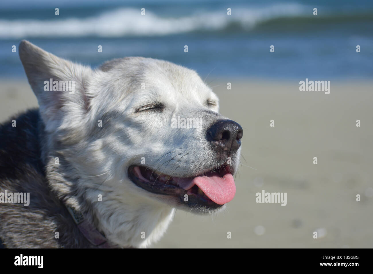 Primo piano di un cane sorridente con faccia bianca godendo della brezza estiva in spiaggia. Foto Stock