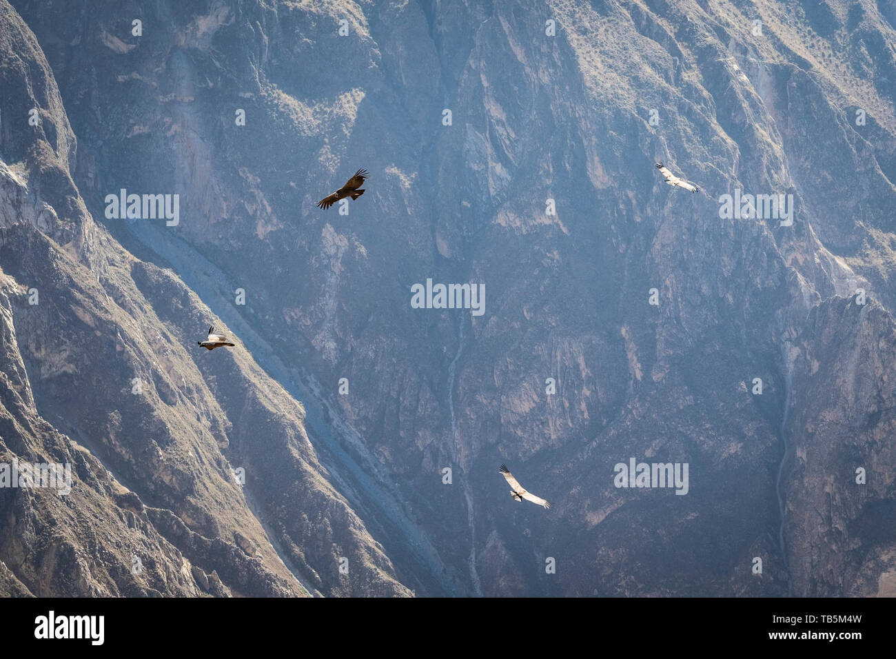 Magnifico condor andino (Vultur gryphus) senza alcuno sforzo di scorrimento sul Canyon del Colca, visto da Cruz del Cóndor Lookout, Cabanaconde distretto, Perù Foto Stock