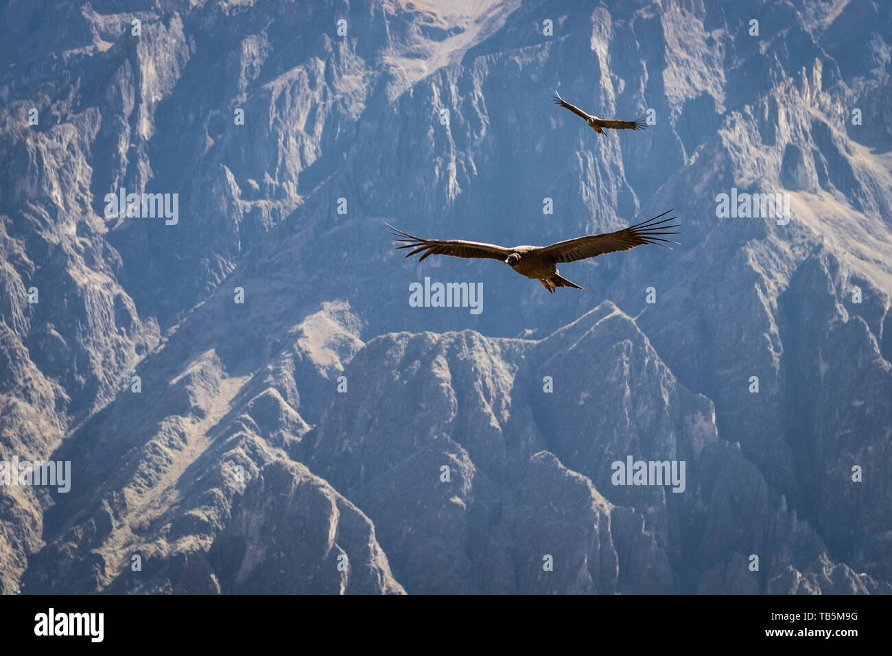 Magnifico condor andino (Vultur gryphus) senza alcuno sforzo di scorrimento sul Canyon del Colca, visto da Cruz del Cóndor Lookout, Cabanaconde distretto, Perù Foto Stock