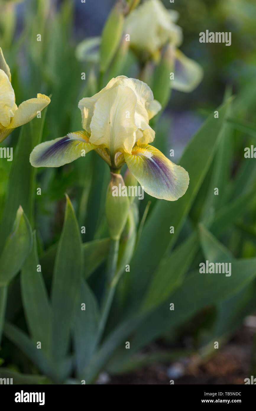 'Verde po' Iris nana, Dvärgiris (Iris pumila) Foto Stock