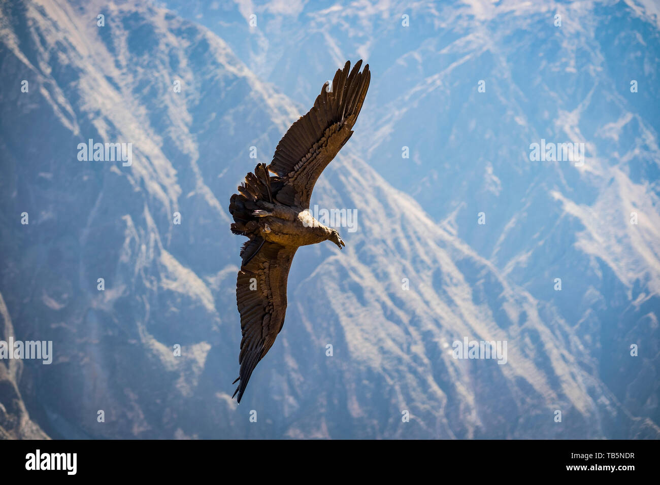 Magnifico condor andino (Vultur gryphus) senza alcuno sforzo di scorrimento sul Canyon del Colca, visto da Cruz del Cóndor Lookout, Cabanaconde distretto, Perù Foto Stock