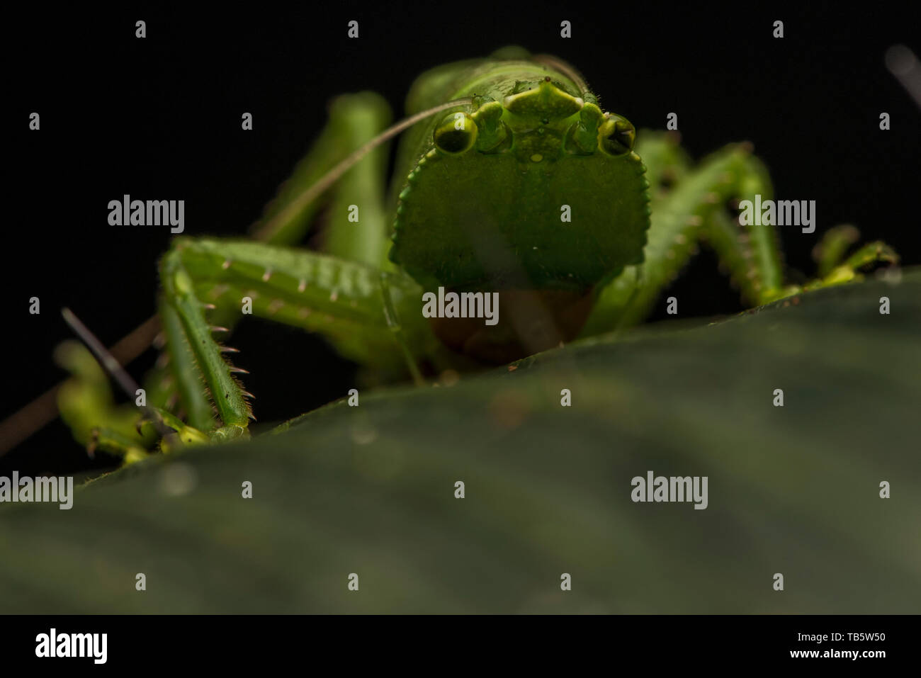 Un katydid predatorio da cuyabeno riserva faunistica nella giungla amazzonica bacino in Ecuador. Foto Stock