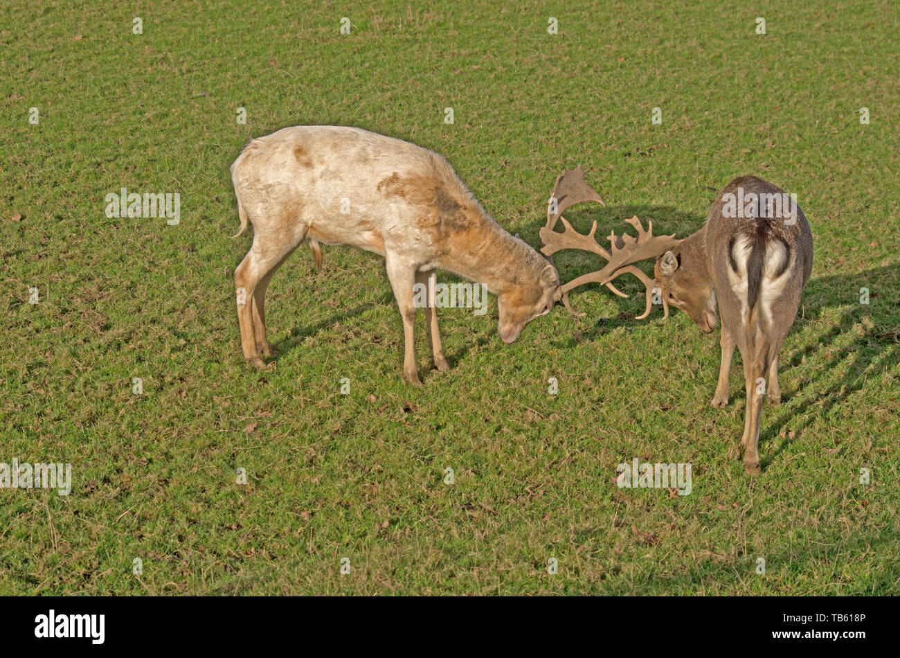 Daini Cervus dama Rut Foto Stock