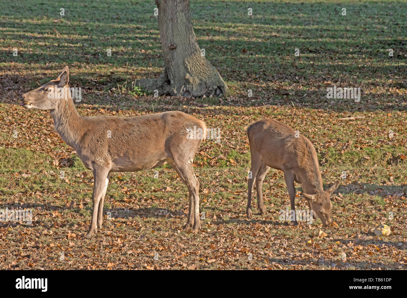 RED DEER Cervus Elaphus Captive Carf Foto Stock