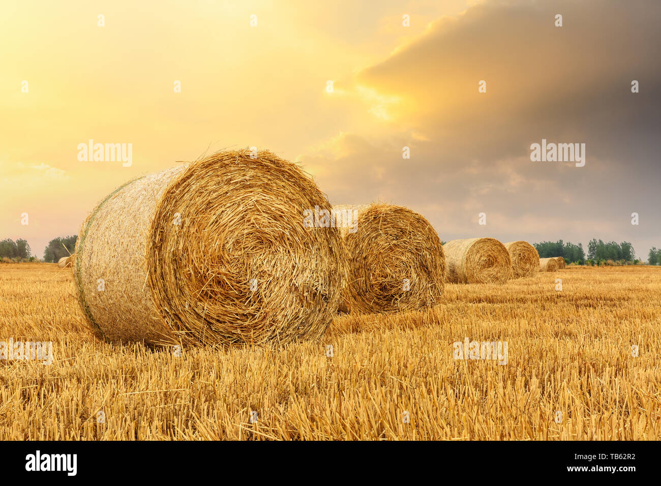 Round le balle di paglia su terreni agricoli Foto Stock