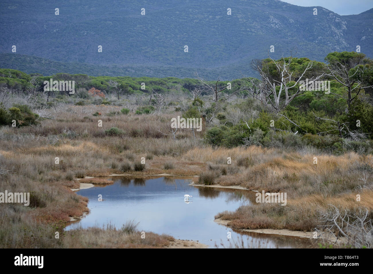 Vista panoramica della natura selvaggia nel parco naturale della Maremma con una garzetta in uno stagno in cerca di pesce Foto Stock